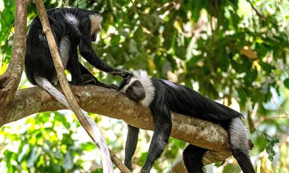  The Boabeng-Fiema Monkey Sanctuary