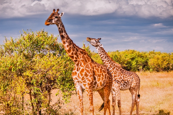 Image credit: Masai Mara