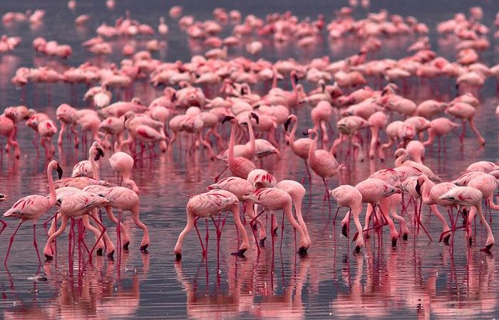 Image credit: Lake Nakuru National Park