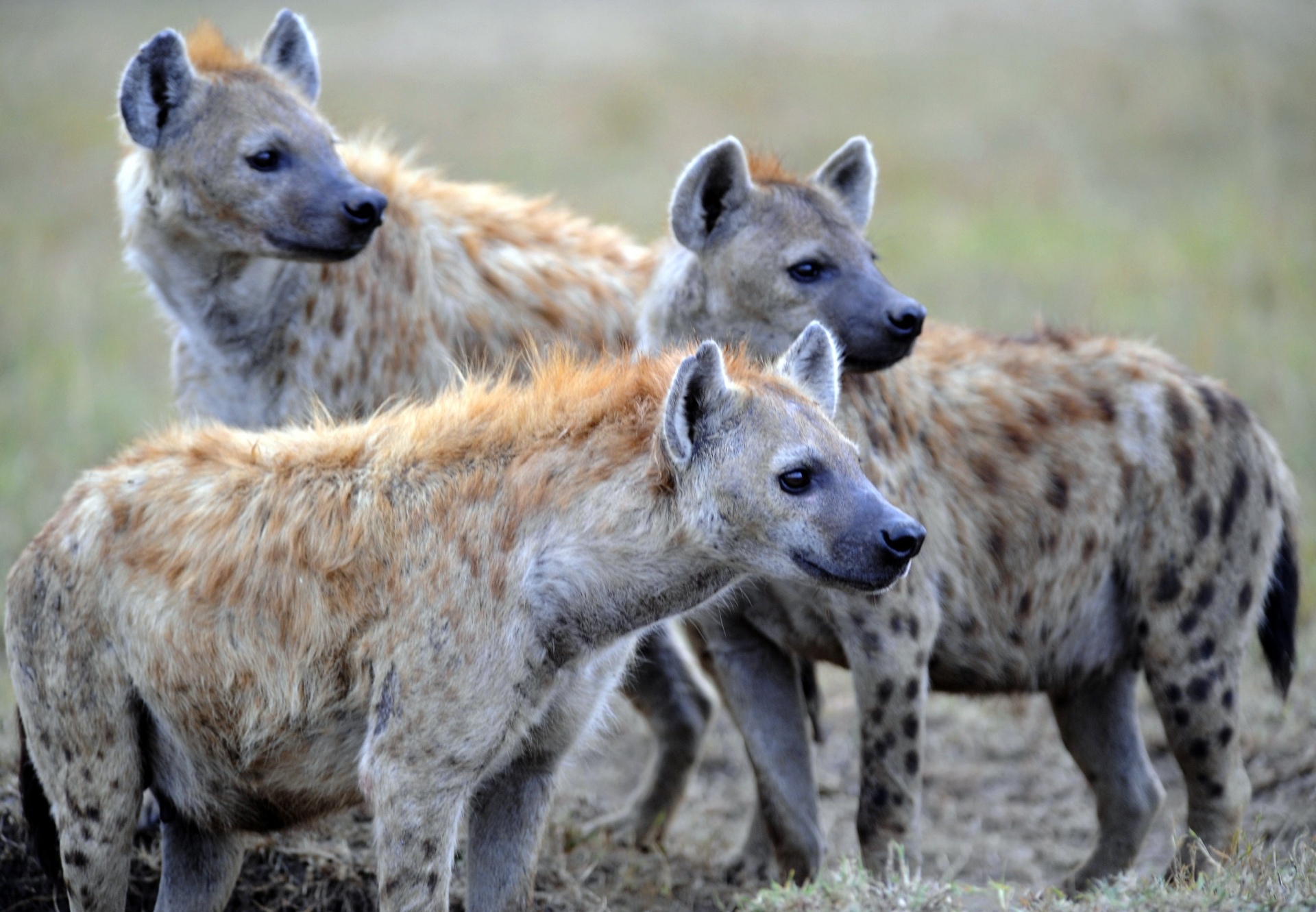 Image credit: Amboseli National Park