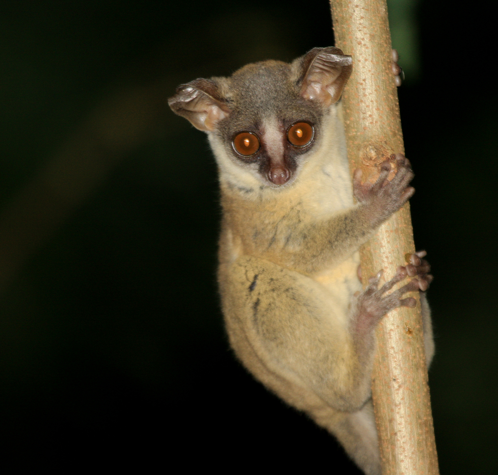 Image credit: iNaturalist
