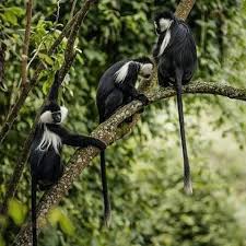 USAMBARA: 4-Day Usambara Mountains Trekking Tour gallery 3