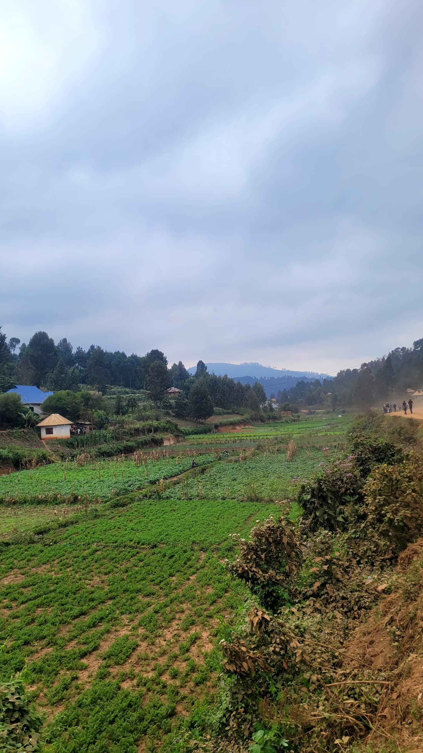 USAMBARA: 4-Day Usambara Mountains Trekking Tour gallery 7