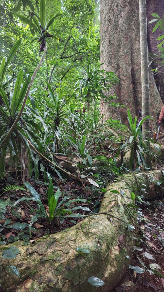 4 Days Mazumbai Forest Escape: Tanzania’s Hidden Eden gallery 3