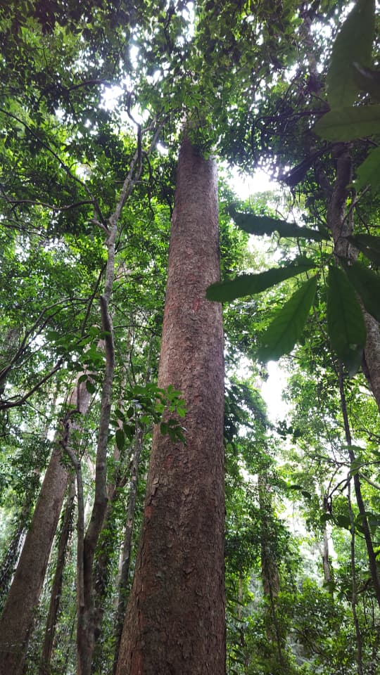 4 Days Mazumbai Forest Escape: Tanzania’s Hidden Eden gallery 6