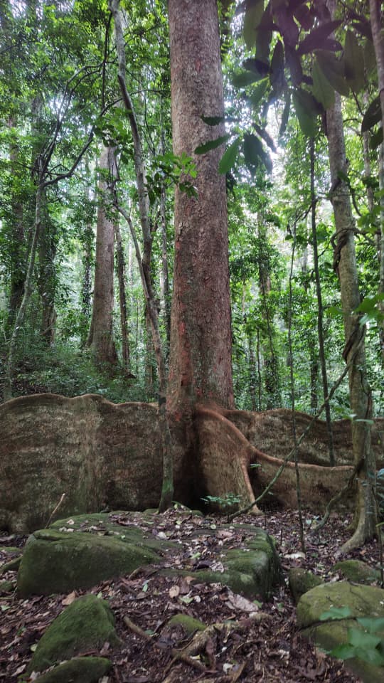 4 Days Mazumbai Forest Escape: Tanzania’s Hidden Eden gallery 8