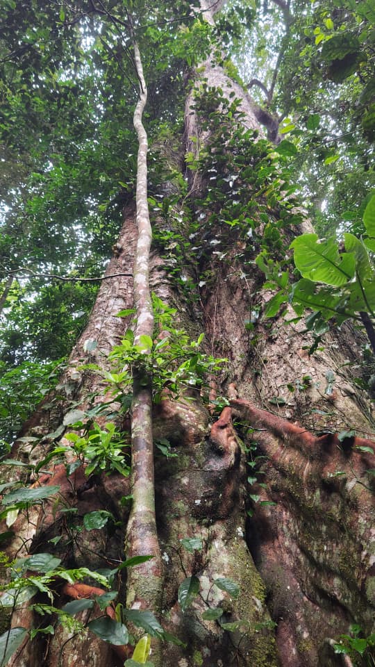 4 Days Mazumbai Forest Escape: Tanzania’s Hidden Eden gallery 9