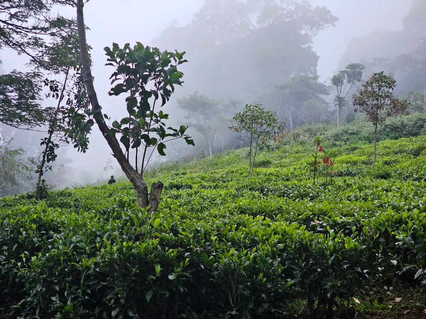 4 Days Mazumbai Forest Escape: Tanzania’s Hidden Eden — tour on MyBlak