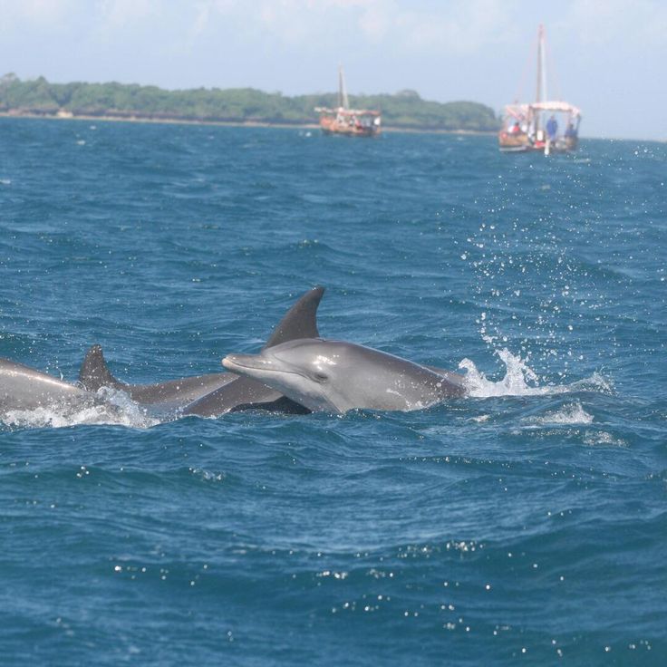 Wasini Island signature gallery 7