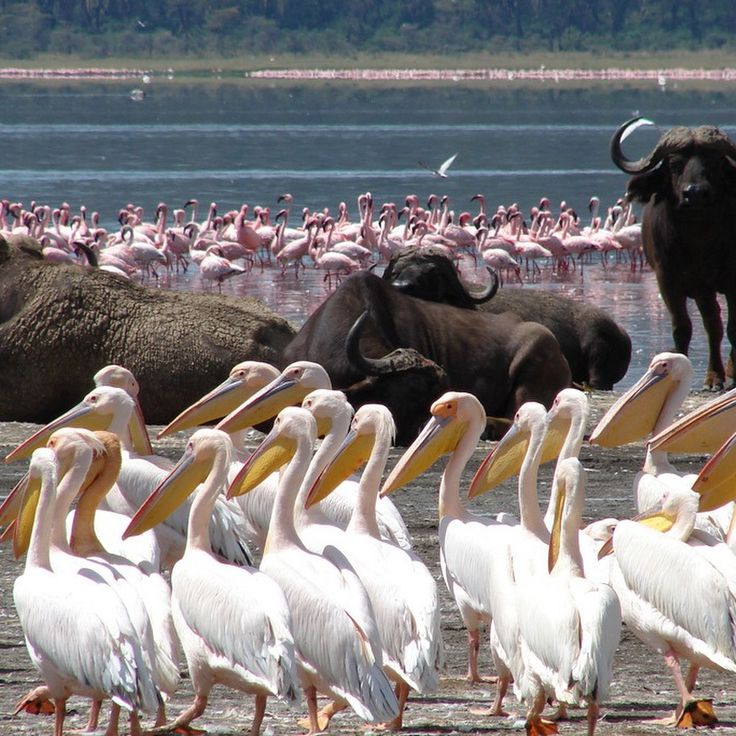 Lake Nakuru day trip gallery 1