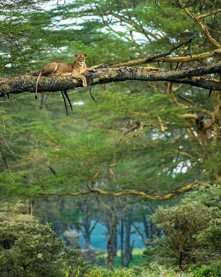 Lake Nakuru day trip gallery 4