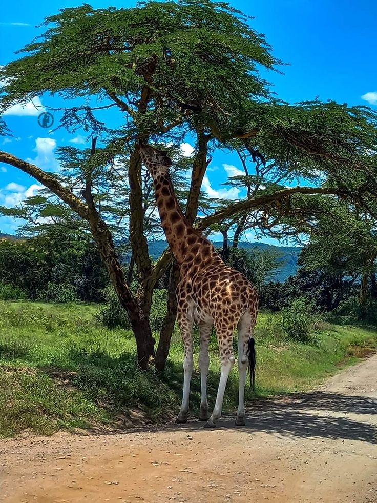 Lake Nakuru day trip gallery 5