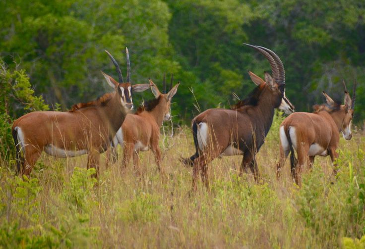 Shimba Hills Nature Adventure gallery 2
