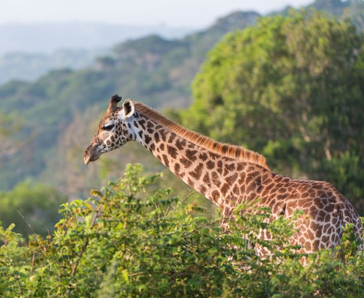 Naivasha  Great  Adventure gallery 2