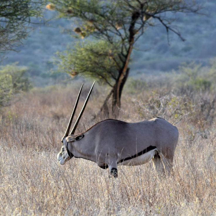 Nothern Kenya Uncovered gallery 1