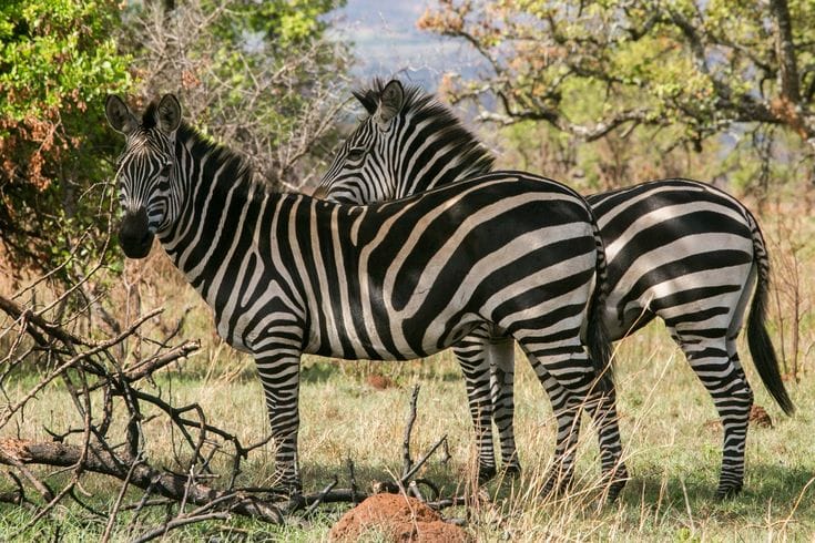 Nothern Kenya Uncovered gallery 2