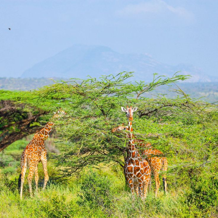 Nothern Kenya Uncovered gallery 3