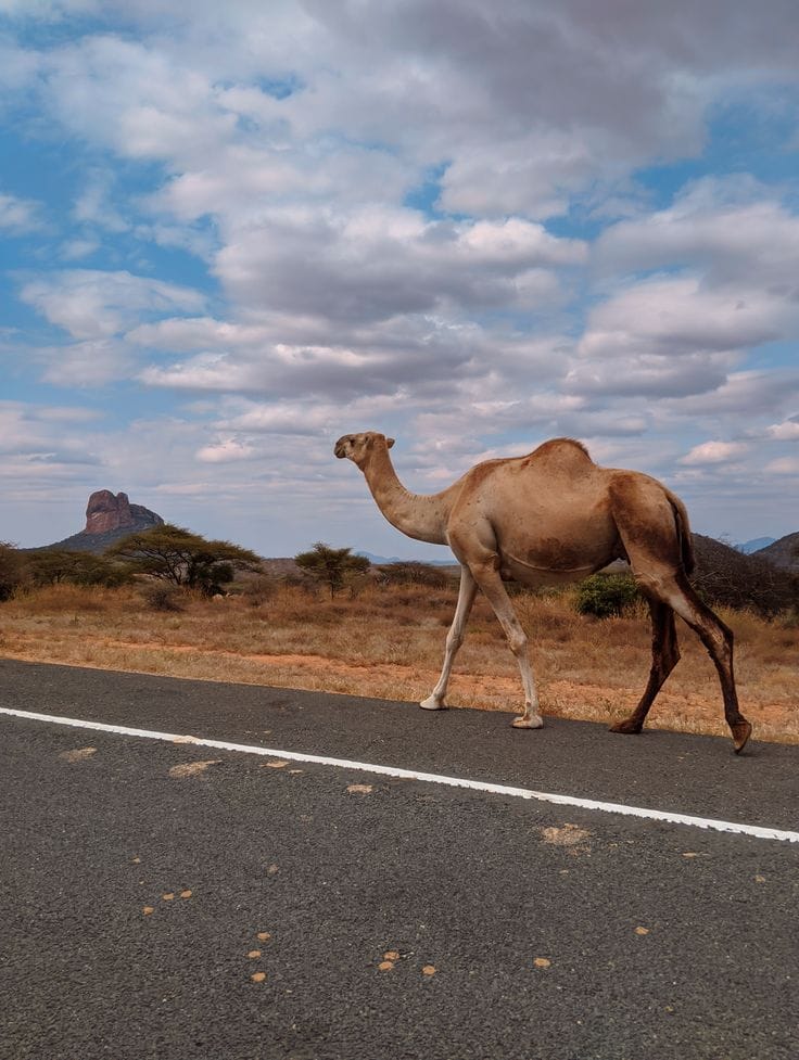 Nothern Kenya Uncovered gallery 10