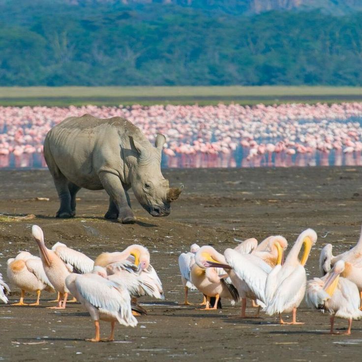 Lake Nakuru day trip