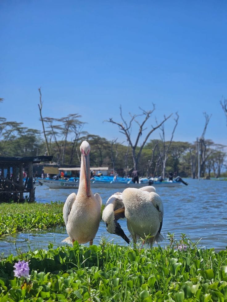 Naivasha  Great  Adventure