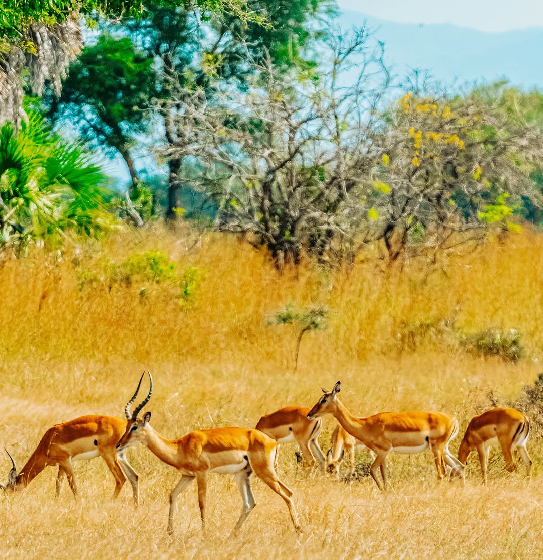Mikumi National Park Fly-in Safari from Zanzibar gallery 2