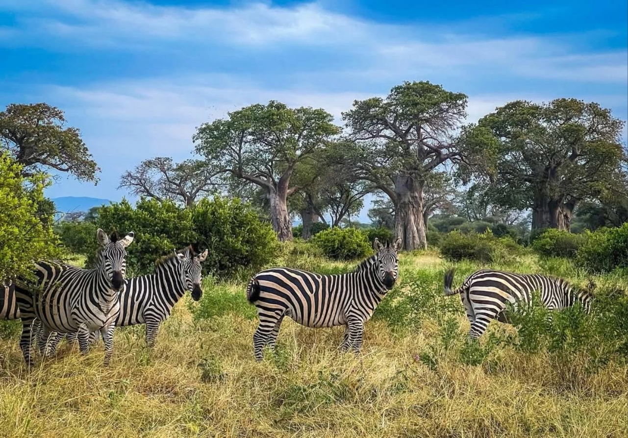 Mikumi National Park Fly-in Safari from Zanzibar gallery 3
