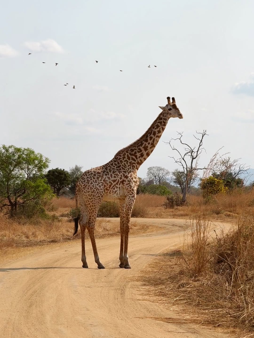 Mikumi National Park Fly-in Safari from Zanzibar gallery 4