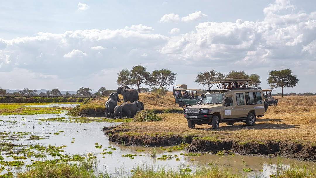 Mikumi National Park Fly-in Safari from Zanzibar gallery 6