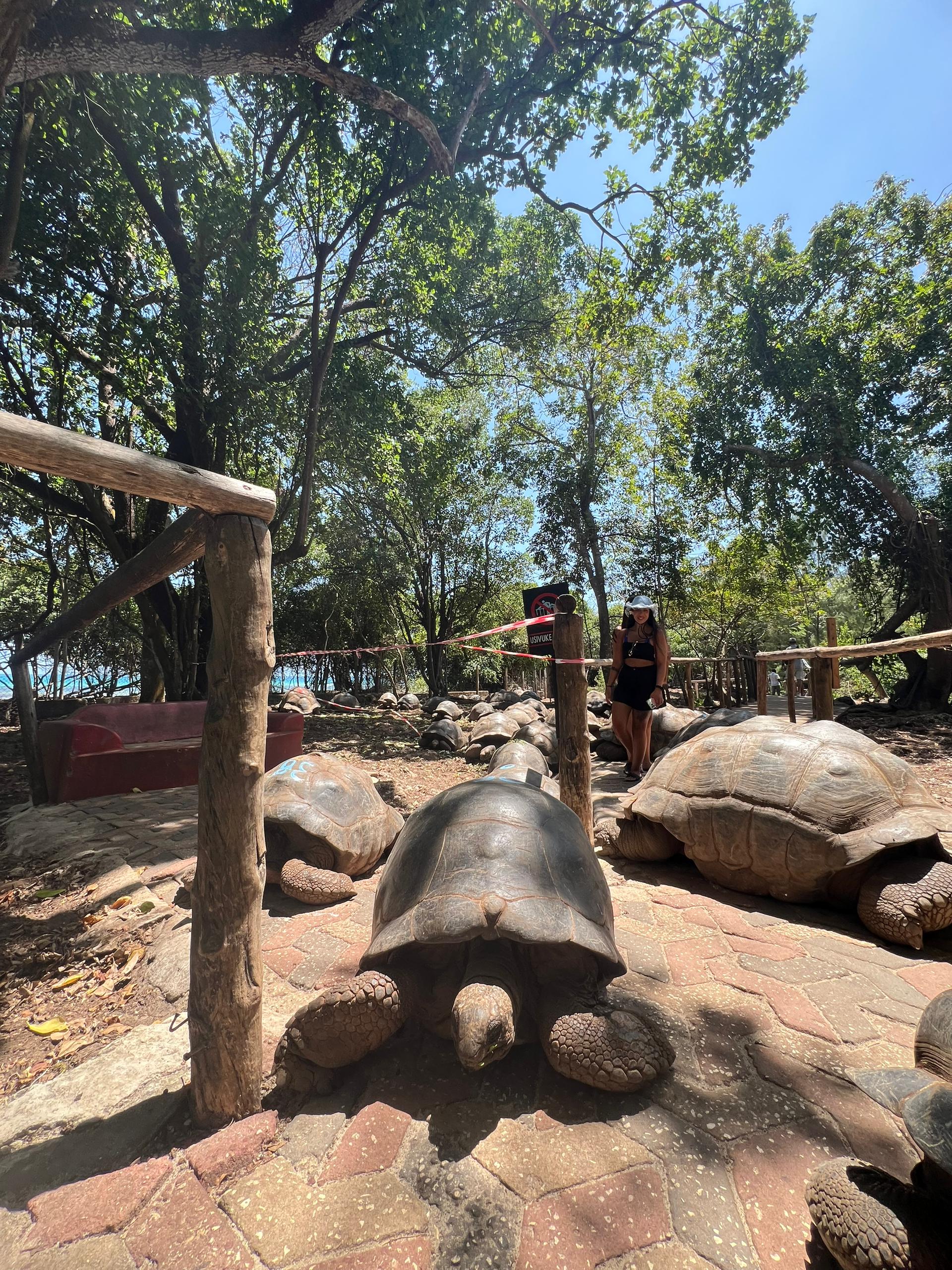 Stone Town & Prison Island gallery 1
