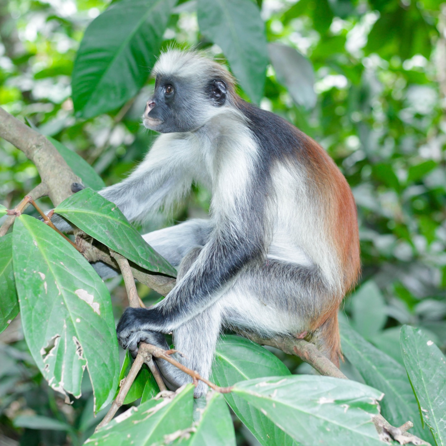 Jozani Forest Walking Tour & Salaam Cave Turtle Experience gallery 3