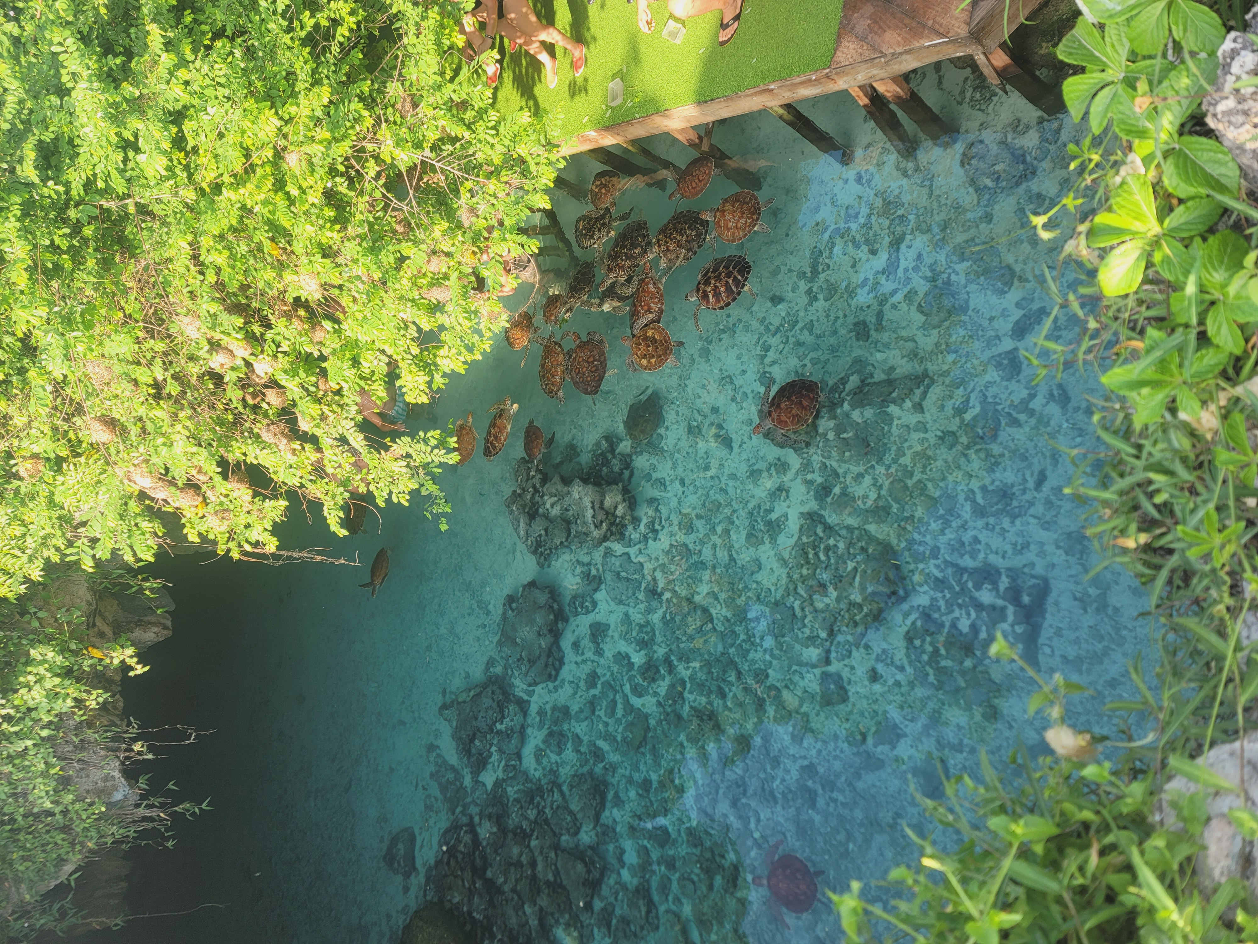 Jozani Forest Walking Tour & Salaam Cave Turtle Experience gallery 6