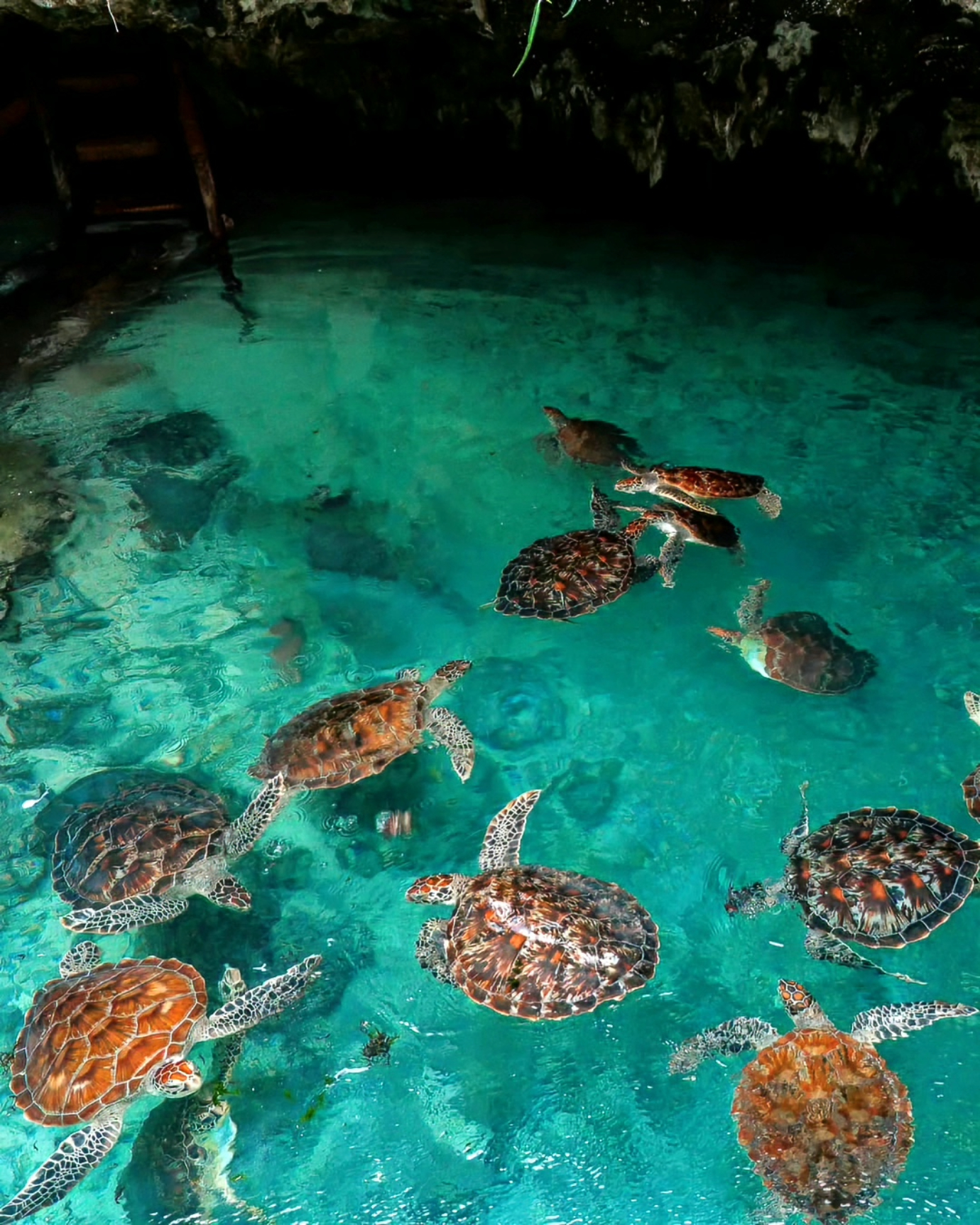 Jozani Forest Walking Tour & Salaam Cave Turtle Experience gallery 8