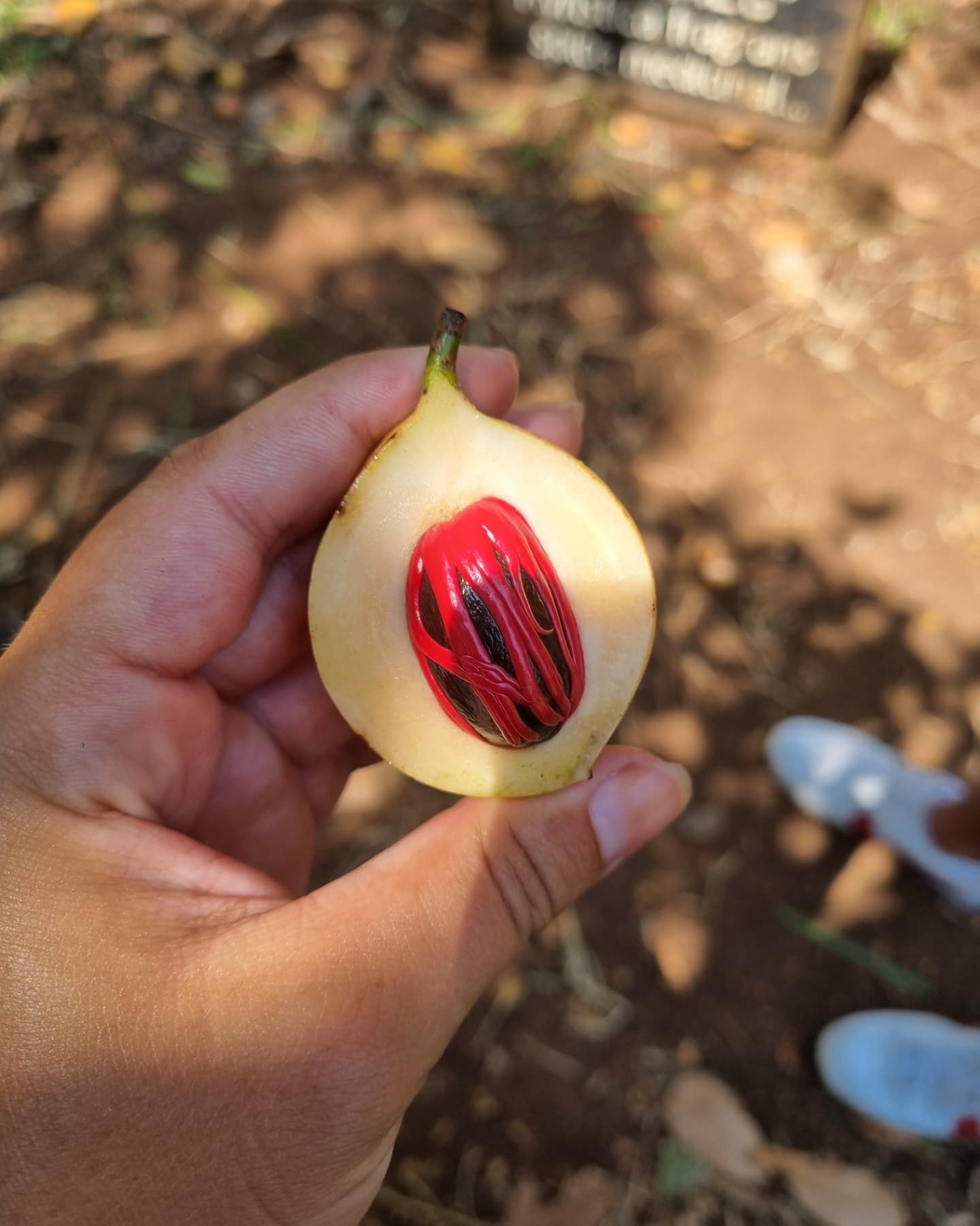Zanzibar Spice Farm Tour gallery 3