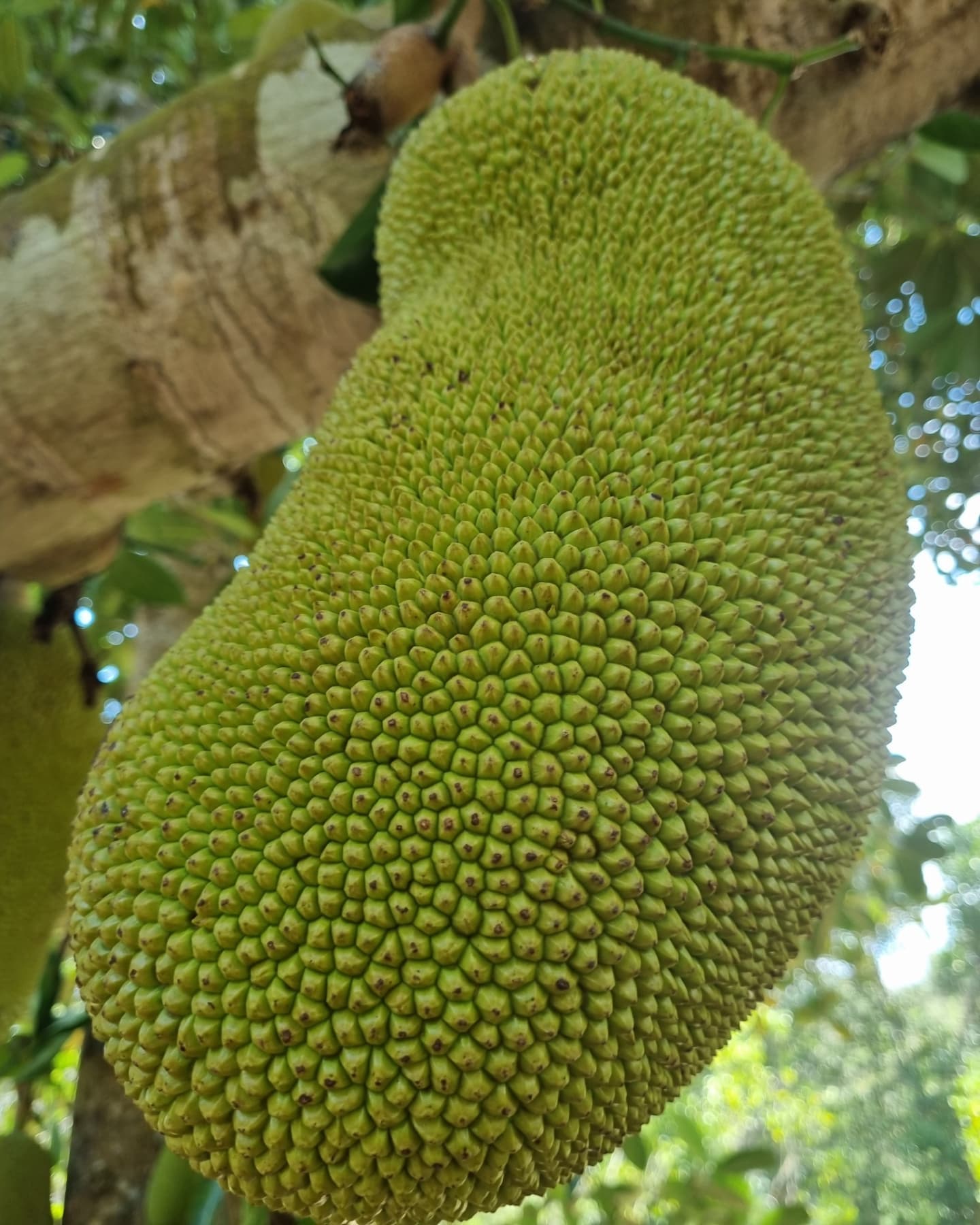 Zanzibar Spice Farm Tour gallery 4