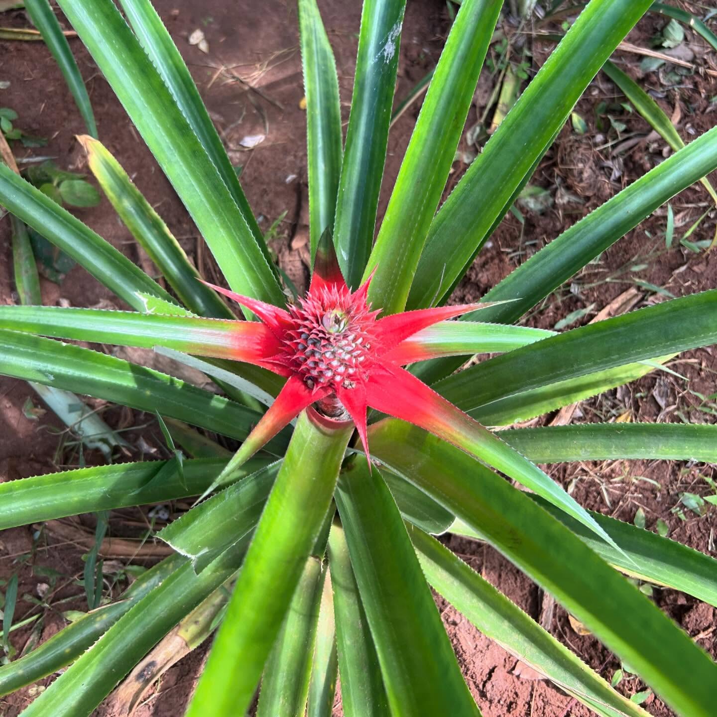 Zanzibar Spice Farm Tour gallery 6