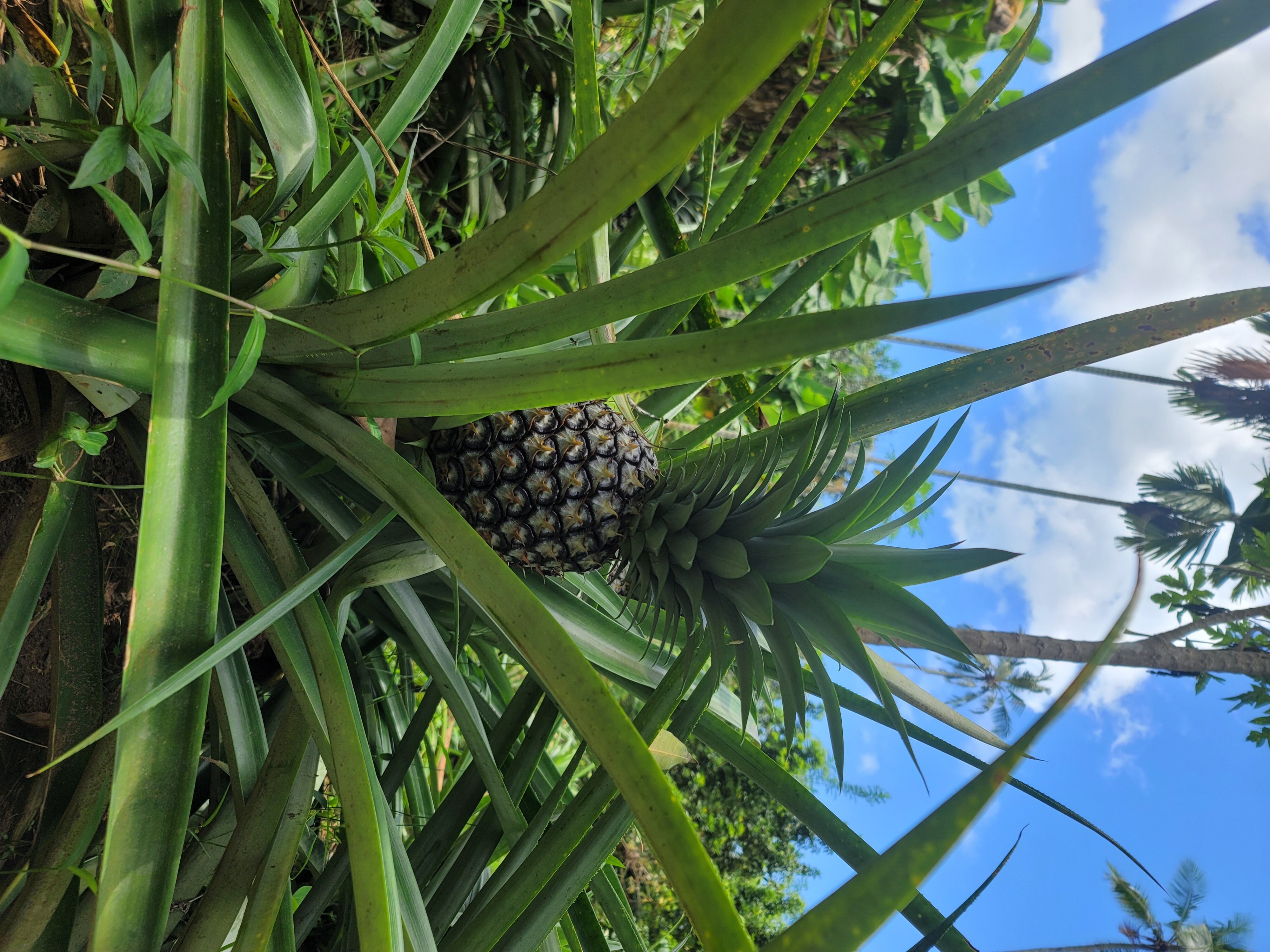Zanzibar Spice Farm Tour gallery 8