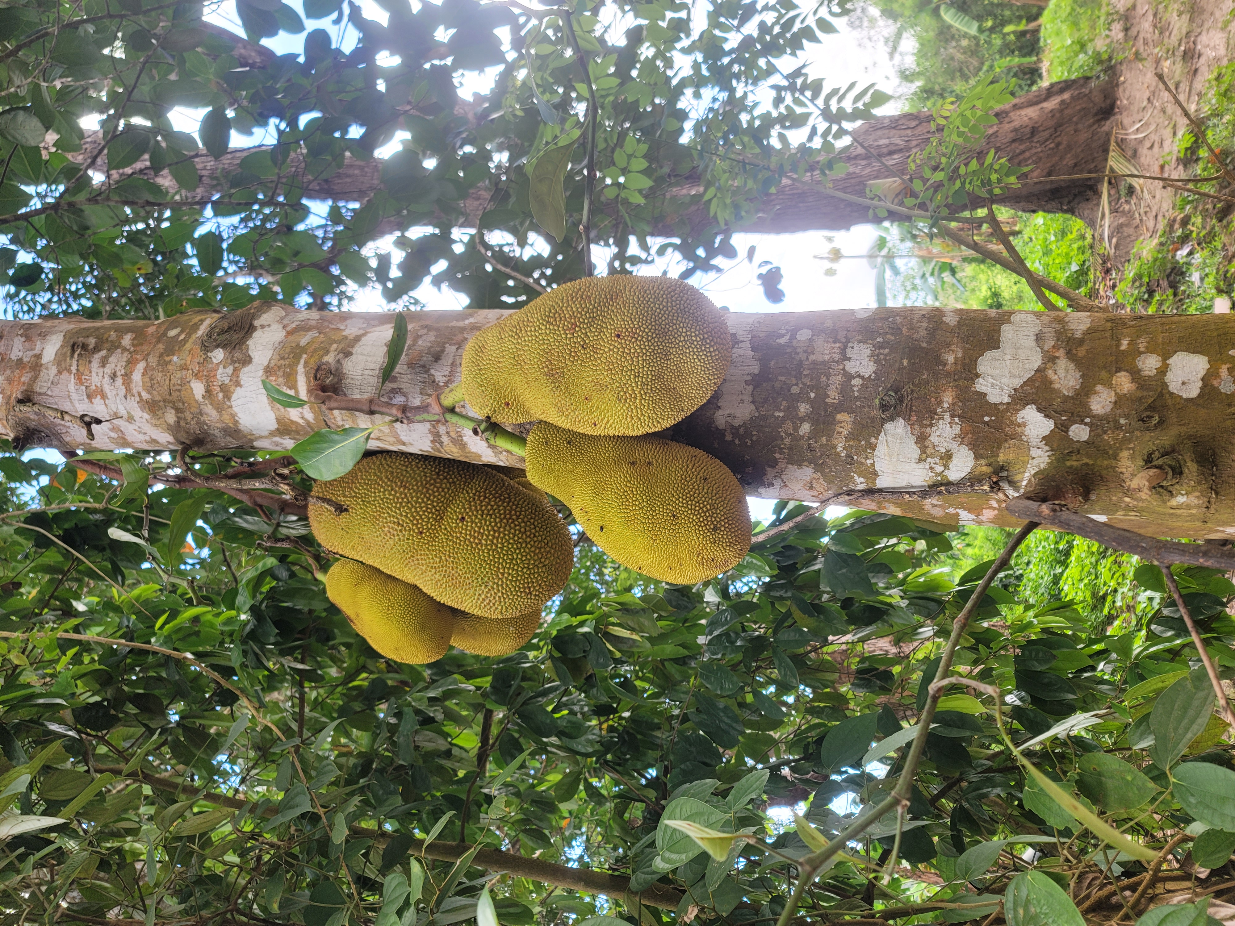 Zanzibar Spice Farm Tour gallery 9
