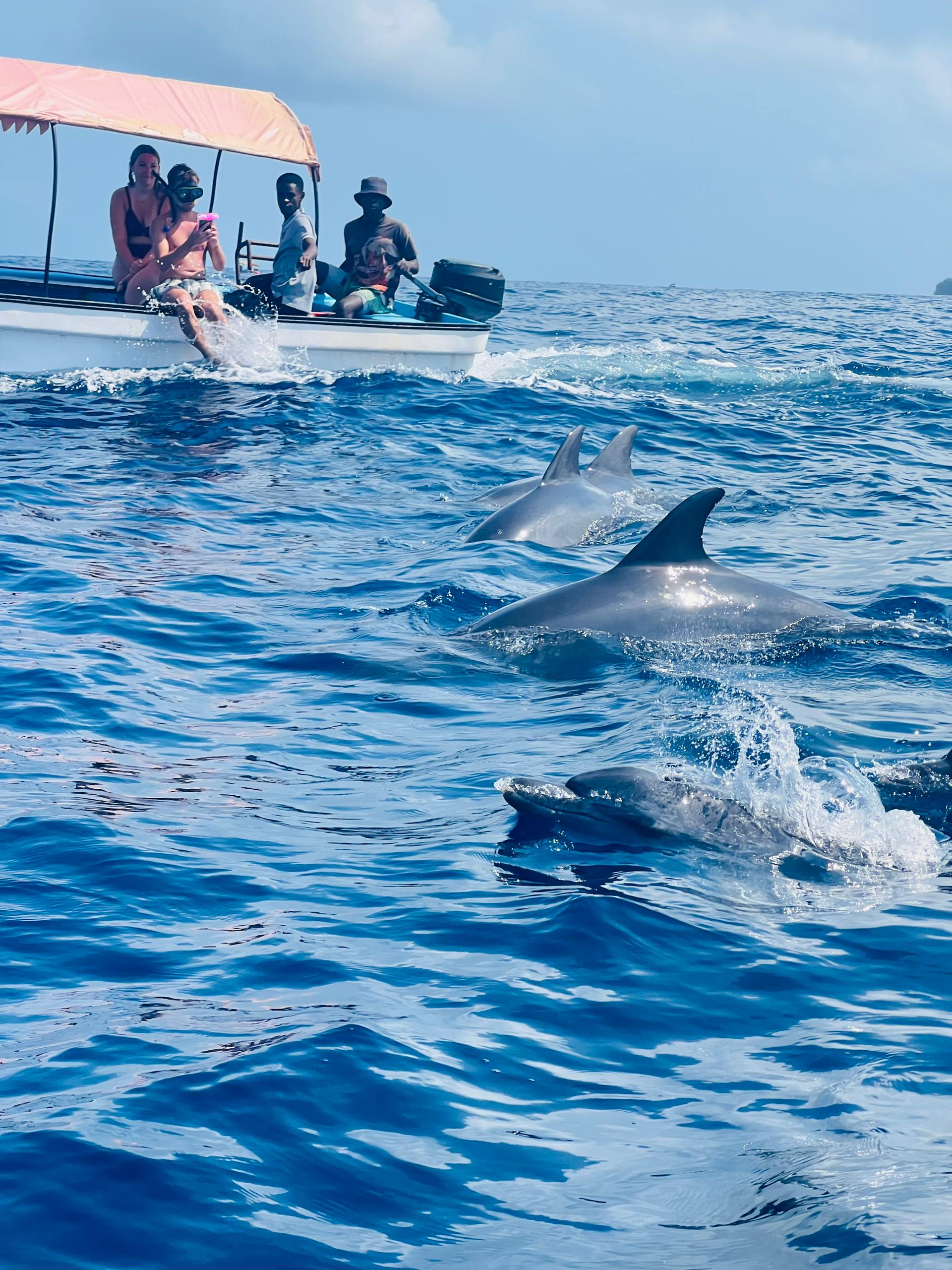 Mnemba Dolphin Spotting & Snorkeling gallery 1