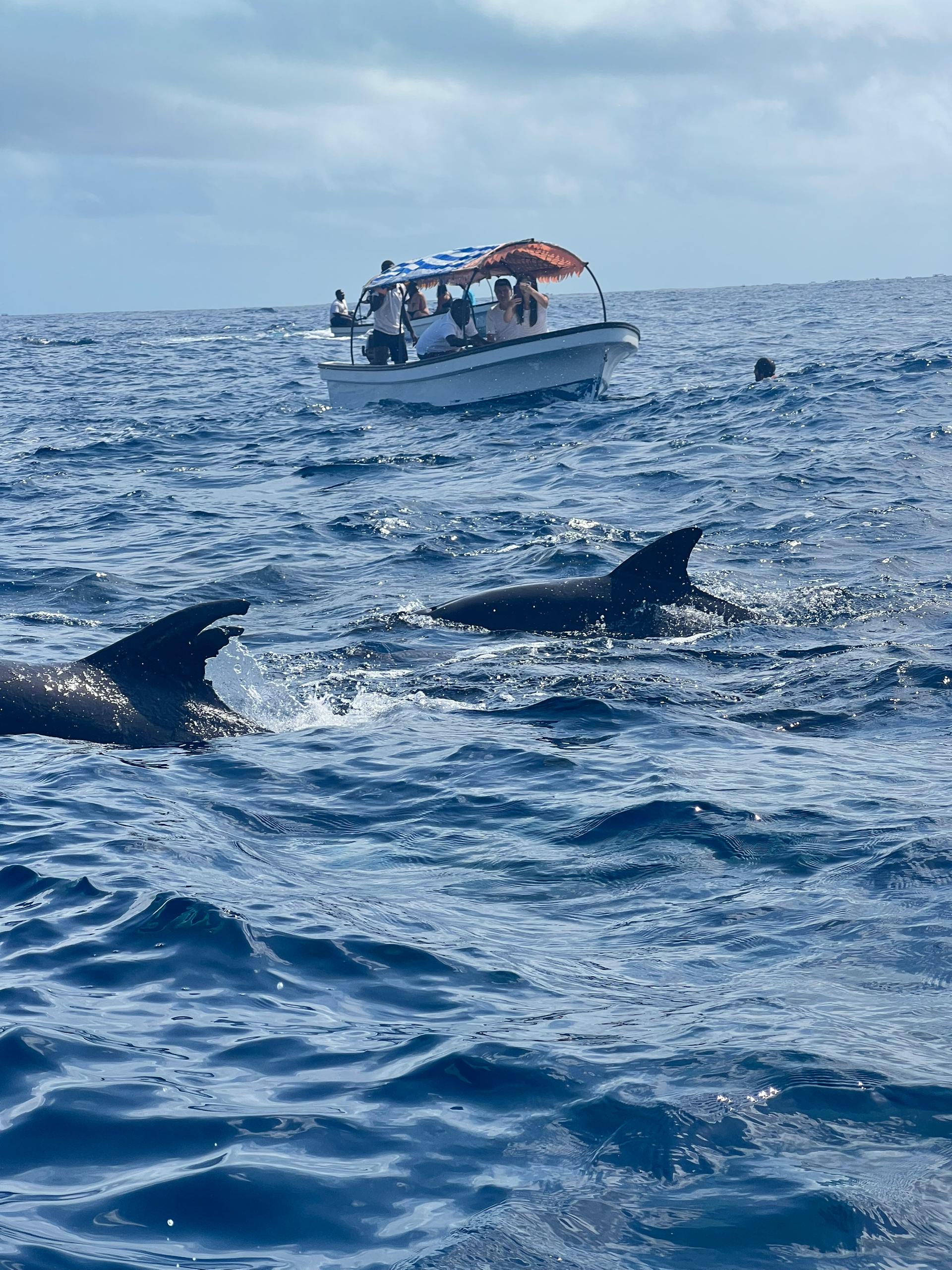 Mnemba Dolphin Spotting & Snorkeling gallery 2