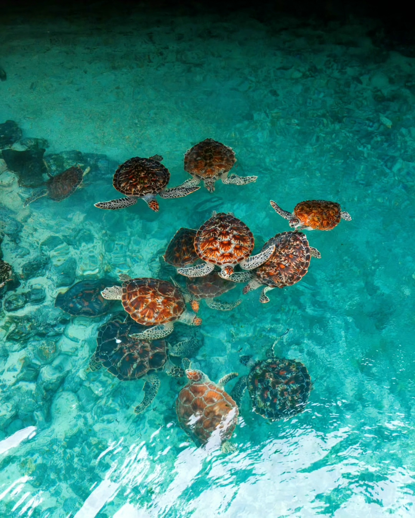 Jozani Forest Walking Tour & Salaam Cave Turtle Experience