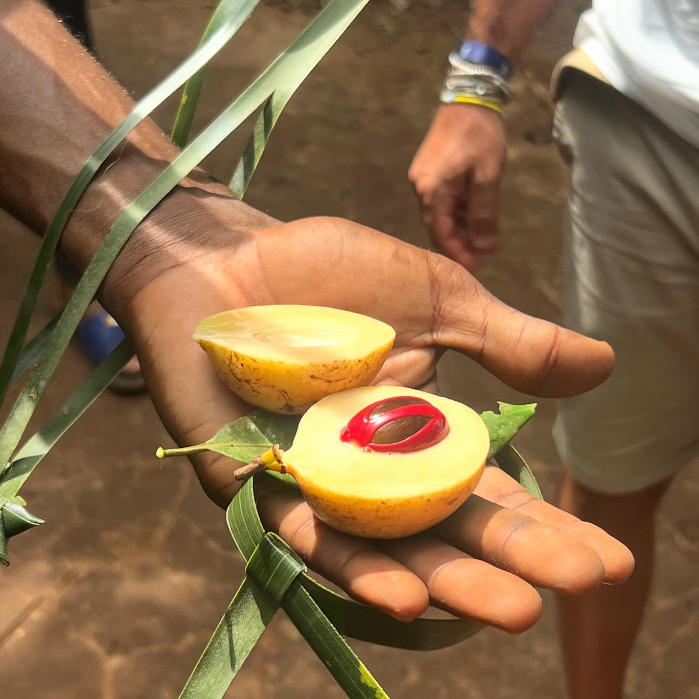 Zanzibar Spice Farm Tour