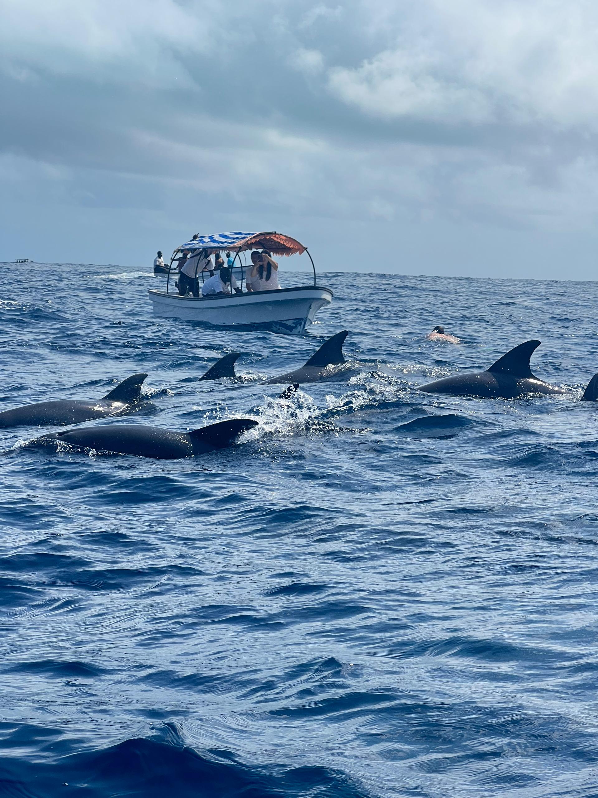 Mnemba Dolphin Spotting & Snorkeling
