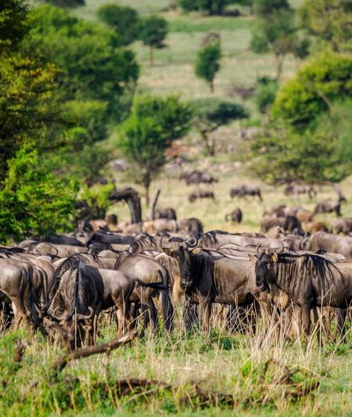 14 DAYS SERENGETI NP, NGORONGORO, TARANGIRE NP AND ZANZIBAR ISLAND gallery 2