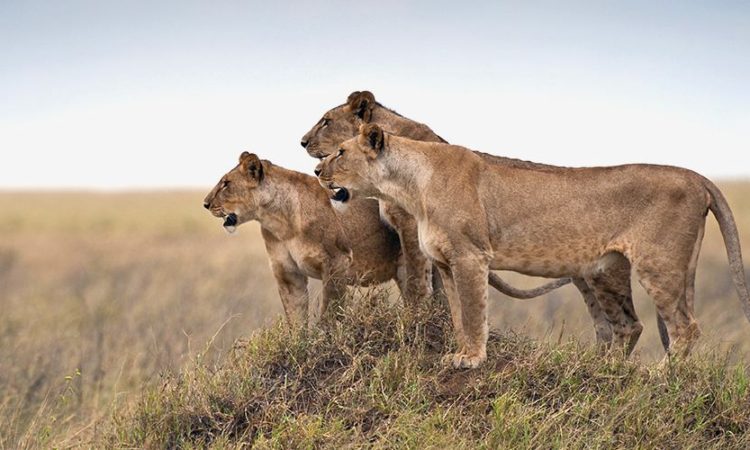 14 DAYS SERENGETI NP, NGORONGORO, TARANGIRE NP AND ZANZIBAR ISLAND gallery 5