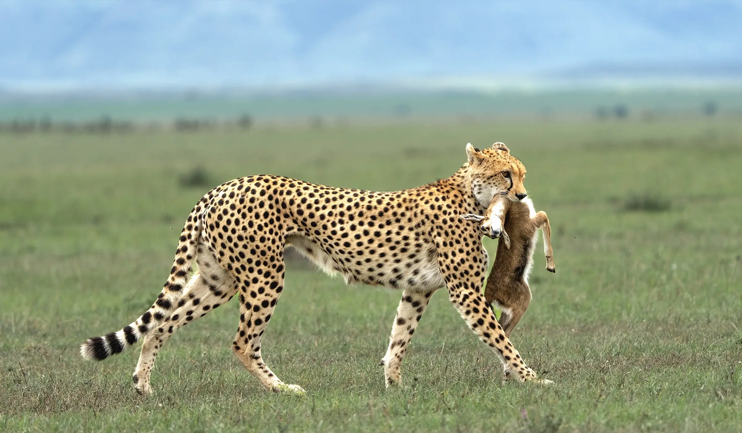 14 DAYS SERENGETI NP, NGORONGORO, TARANGIRE NP AND ZANZIBAR ISLAND gallery 6