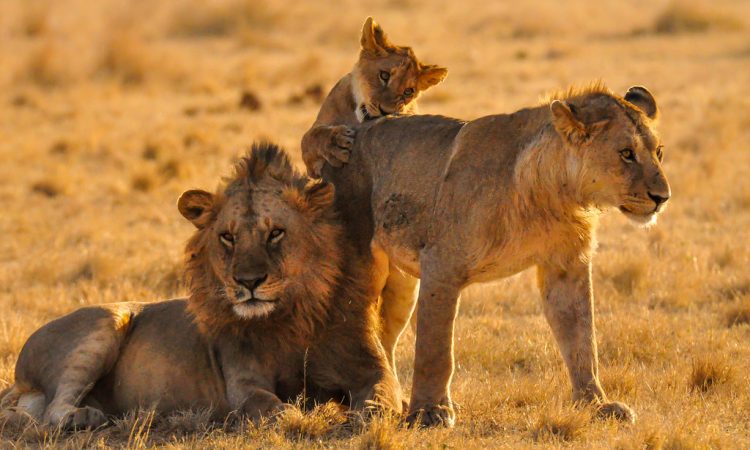 8 days Tanzania Classic safari gallery 1