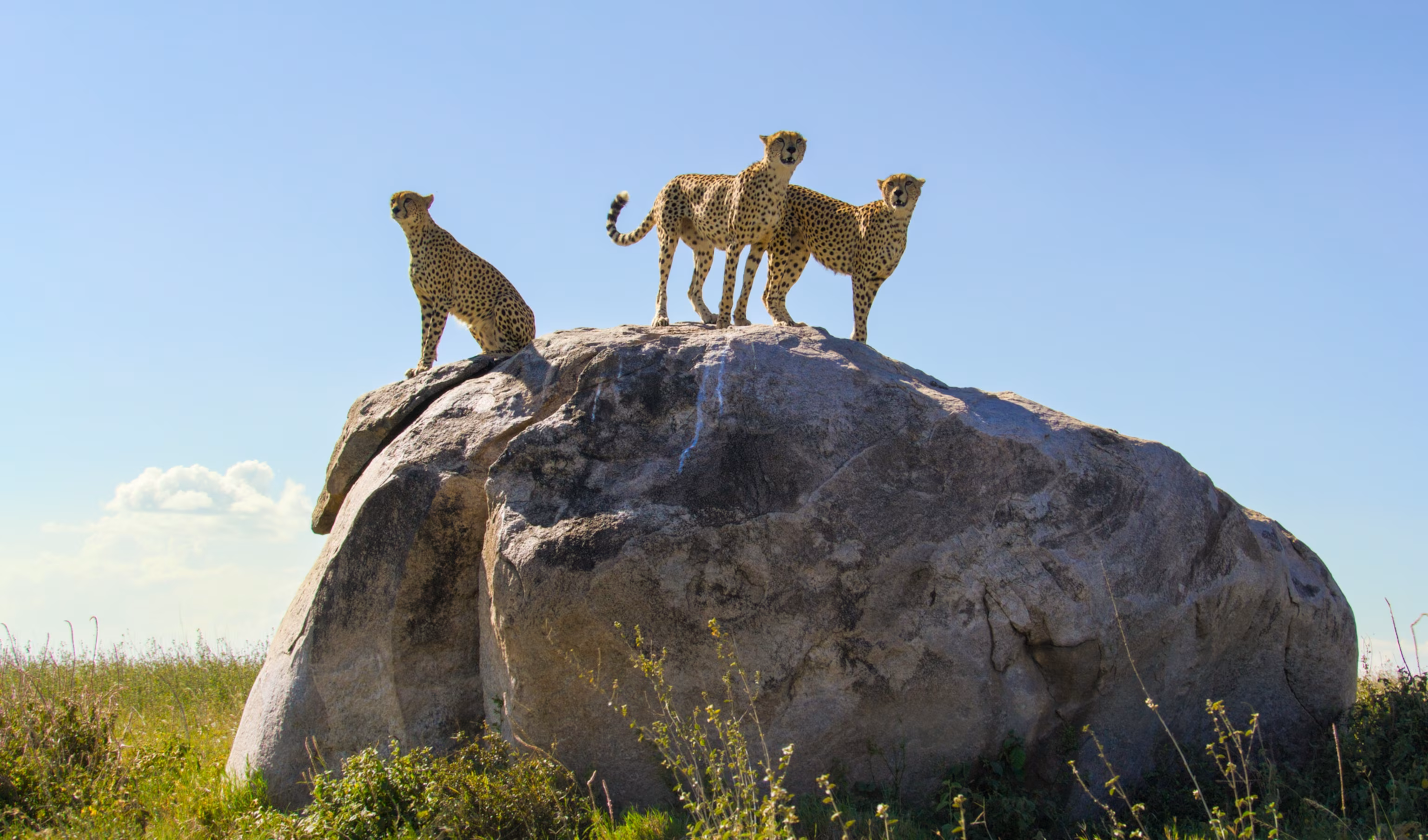 8 days Tanzania Classic safari gallery 2
