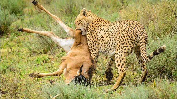8 days Tanzania Classic safari gallery 3