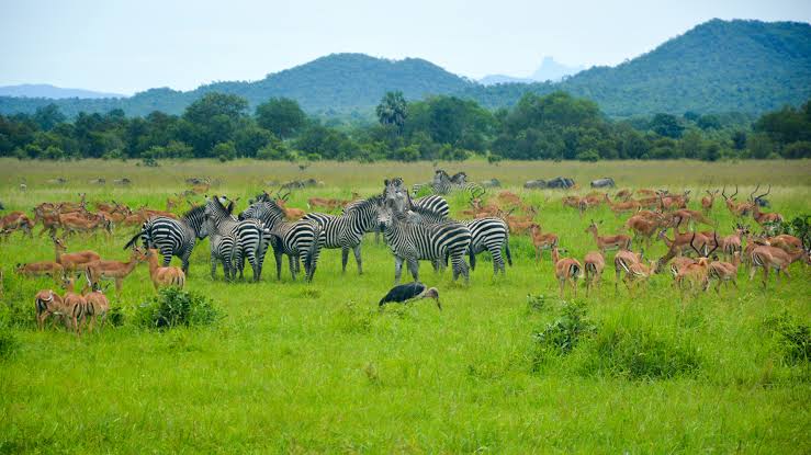 7 DAYS SOUTHERN TANZANIA gallery 2