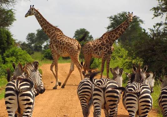 7 DAYS SOUTHERN TANZANIA gallery 3